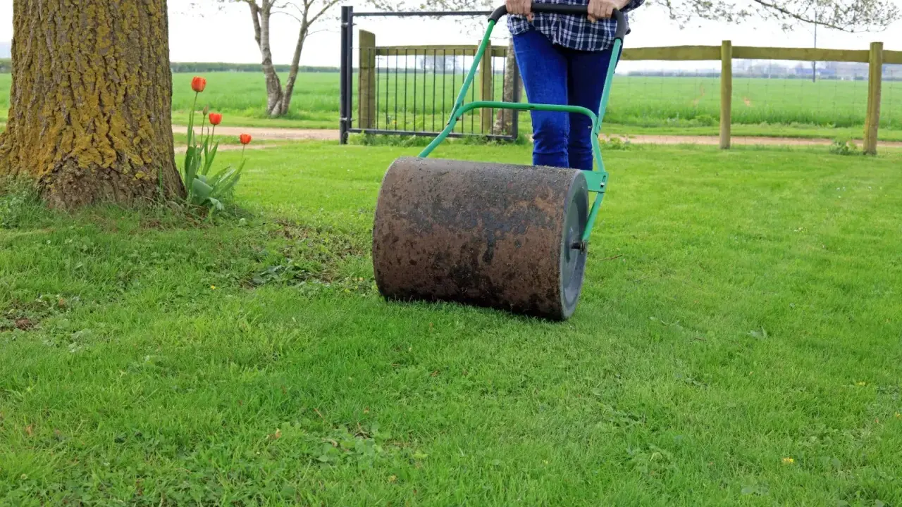 Osoba pcha walec ogrodowy, który służy do wyrównywania trawnika i dociskania darni.