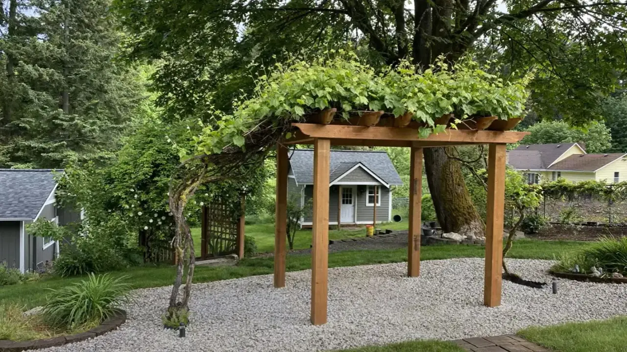 Drewniana pergola porośnięta winoroślą, idealna inspiracja, jak zrobić pergolę. W tle mały domek i zielony ogród.