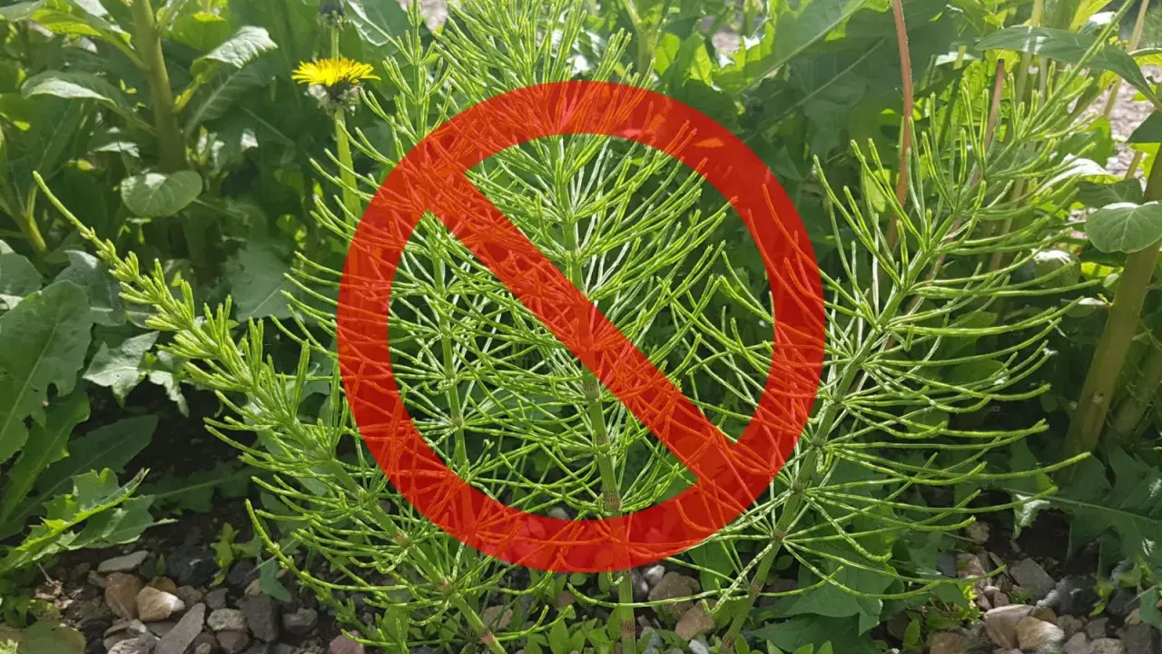 Skrzyp polny, który rośnie na kamienistej glebie, jest objęty zakazem.