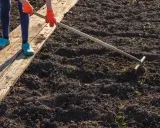 Osoba w pomarańczowych rękawiczkach i niebieskich kaloszach grabi ziemię, przygotowując ją do sadzenia. To pierwszy krok, by dowiedzieć się, jak odkwasić glebę.