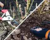Przycinanie róż i nawożenie gleby. Dowiedz się, jak przycinać róże, by pięknie kwitły.