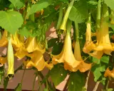 Kwitnąca datura o żółtych, trąbkowatych kwiatach zwisających z zielonych pędów. Czy datura przezimuje w gruncie?