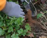 Ręka w rękawiczce dodaje nawóz do gleby, pokazując, jak użyźnić glebę dla zdrowych roślin.