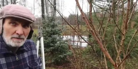 Mężczyzna z sekatorami pokazuje, jak przycinać morele. W tle widać drzewa i staw.