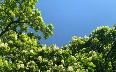 Katalpa kwitnie białymi kwiatami na tle błękitnego nieba. Dowiedz się, jak przycinać katalpę, by cieszyć się jej pięknem.