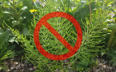 Skrzyp polny, który rośnie na kamienistej glebie, jest objęty zakazem.