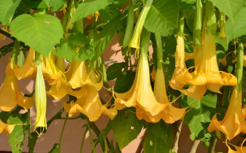 Kwitnąca datura o żółtych, trąbkowatych kwiatach zwisających z zielonych pędów. Czy datura przezimuje w gruncie?