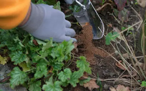 Ręka w rękawiczce dodaje nawóz do gleby, pokazując, jak użyźnić glebę dla zdrowych roślin.