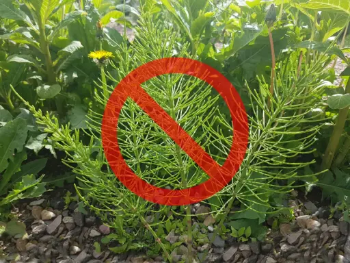 Skrzyp polny, który rośnie na kamienistej glebie, jest objęty zakazem.