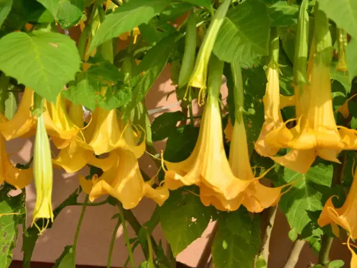 Kwitnąca datura o żółtych, trąbkowatych kwiatach zwisających z zielonych pędów. Czy datura przezimuje w gruncie?