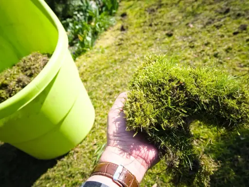 Ręka trzyma kępę mchu i trawy, przygotowując się do wyrzucenia jej do zielonego pojemnika. To część procesu, jak pozbyć się mchu z trawnika.
