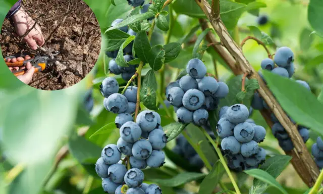 Przycinanie borówki amerykańskiej: ręka z sekatorami usuwa suche gałązki, by zapewnić obfite plony.