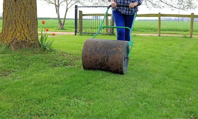 Osoba pcha walec ogrodowy, który służy do wyrównywania trawnika i dociskania darni.