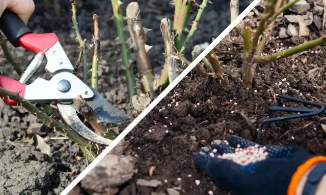 Przycinanie róż i nawożenie gleby. Dowiedz się, jak przycinać róże, by pięknie kwitły.