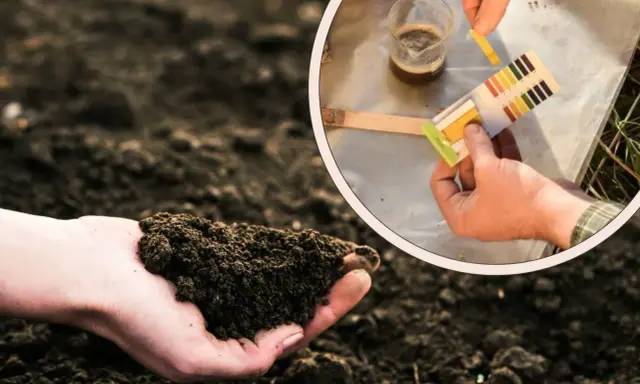 Dłoń trzyma ziemię, a w okręgu widać paski testowe do sprawdzania odczynu gleby.