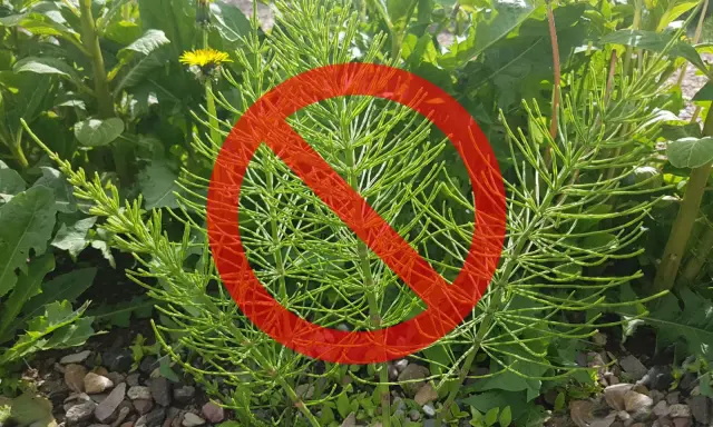 Skrzyp polny, który rośnie na kamienistej glebie, jest objęty zakazem.