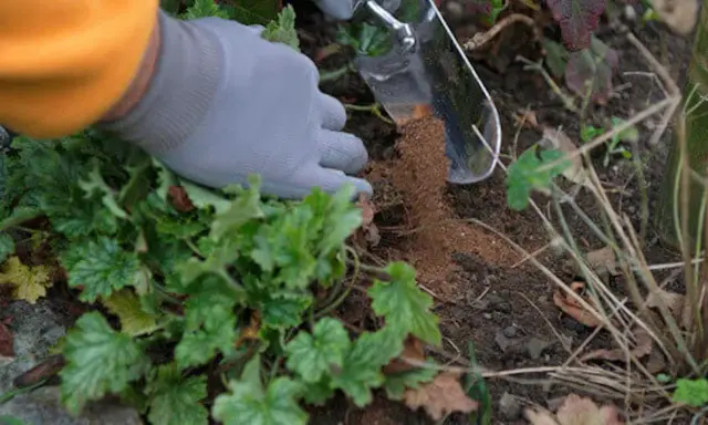 Ręka w rękawiczce dodaje nawóz do gleby, pokazując, jak użyźnić glebę dla zdrowych roślin.