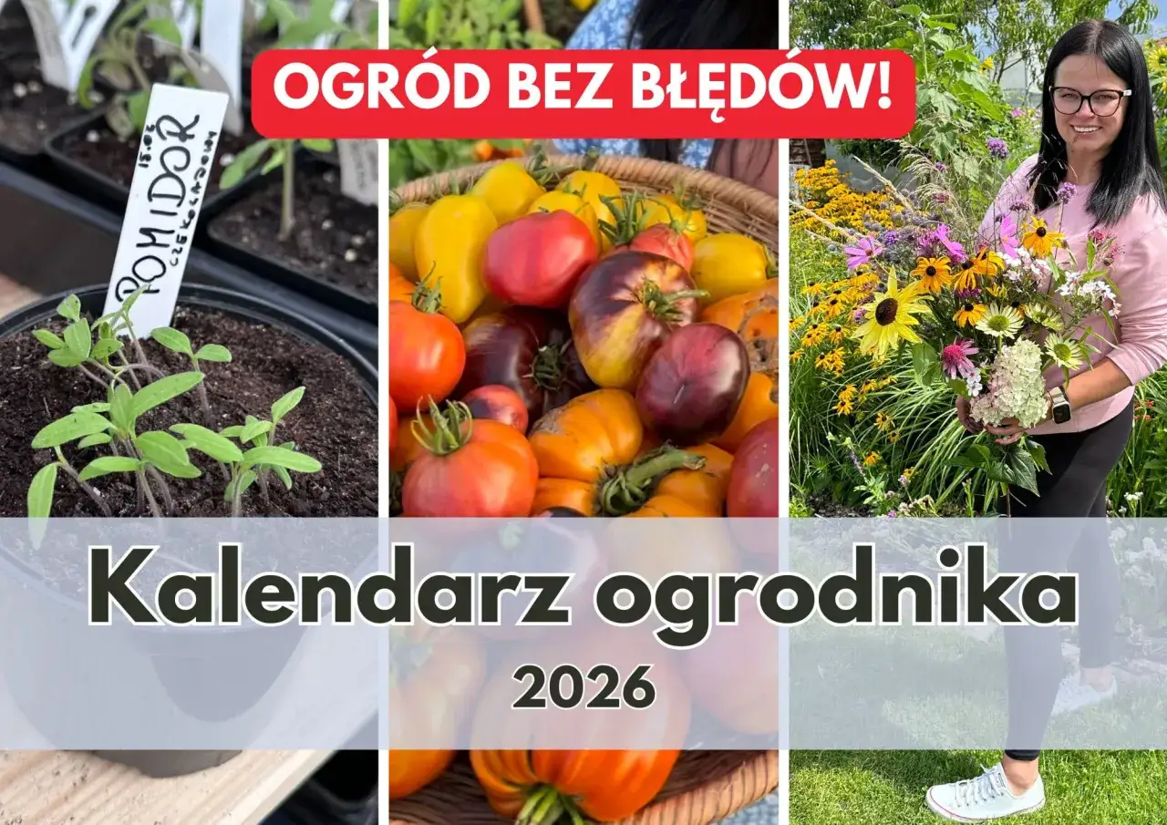 Sadzonki pomidorów, kosz dojrzałych pomidorów i bukiet kwiatów. Dowiedz się, co posadzić w ogrodzie warzywnym w 2026 roku.