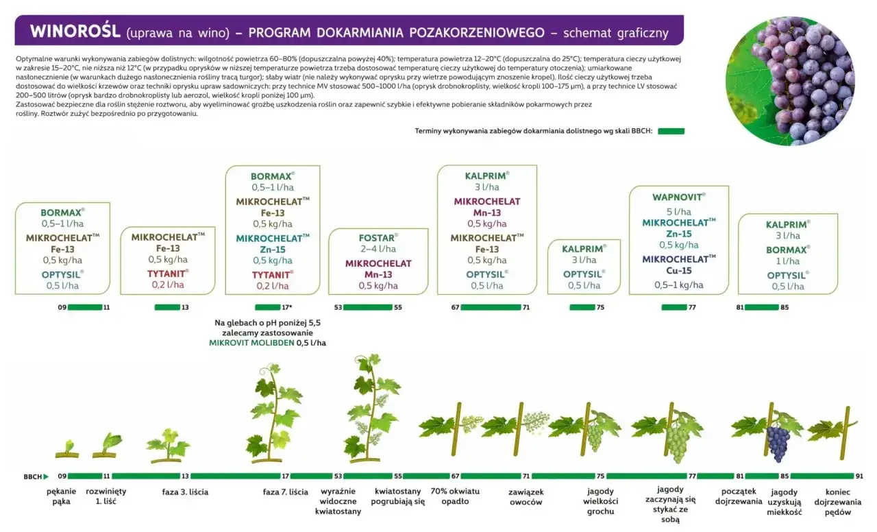 Schemat jak przycinać winorośl i kiedy stosować nawozy dolistne, od pąka do dojrzewania owoców.