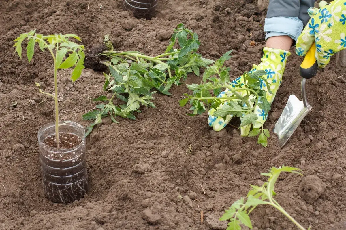 Sadzenie pomidorów do gruntu: młode sadzonki w doniczkach z plastiku i ręce w rękawiczkach z łopatką do sadzenia.