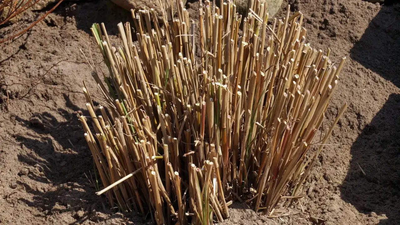 Przycięte trawy ozdobne czekają na wiosnę. Warto wiedzieć, jak przycinać trawy ozdobne, by pięknie rosły.