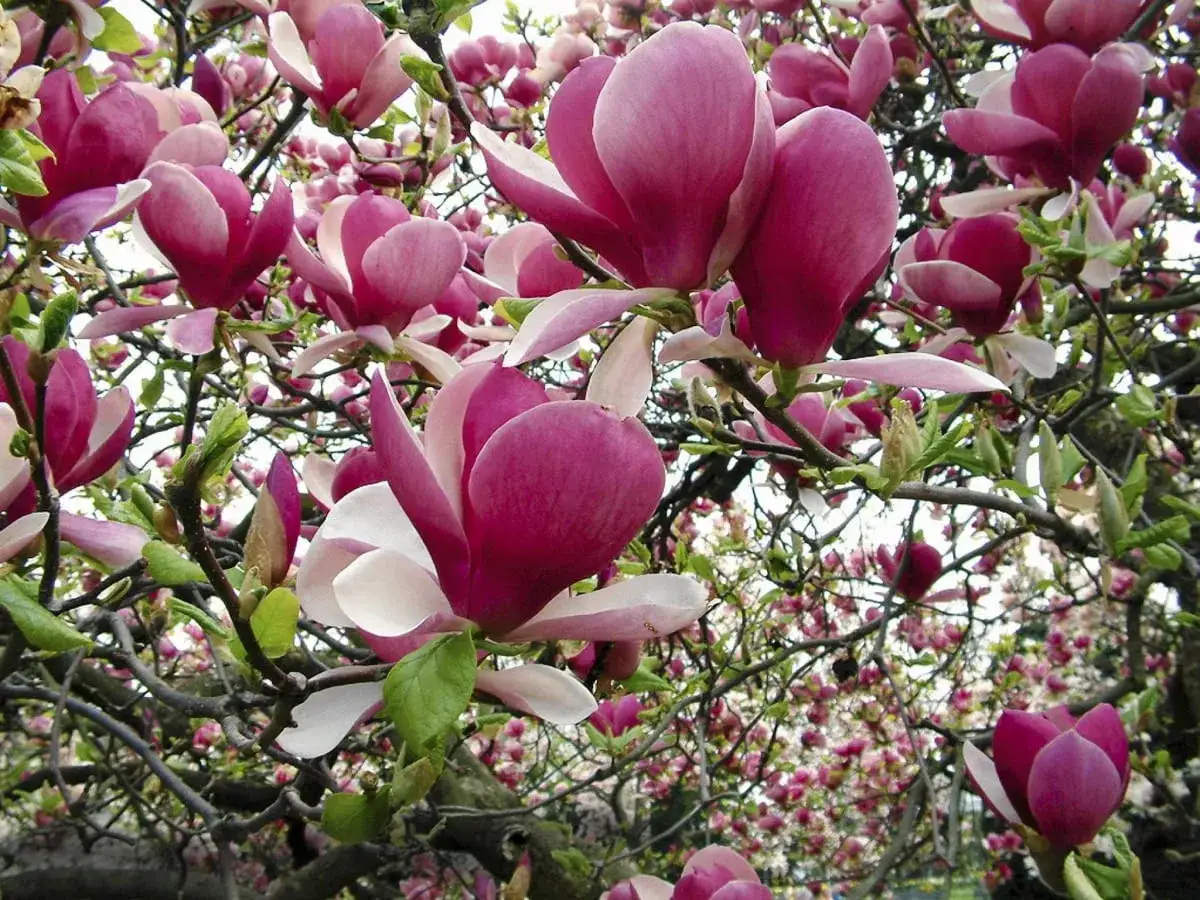 Piękne magnolie w odcieniach różu i bieli. Idealne drzewa do ogrodu, które zachwycają wiosną.