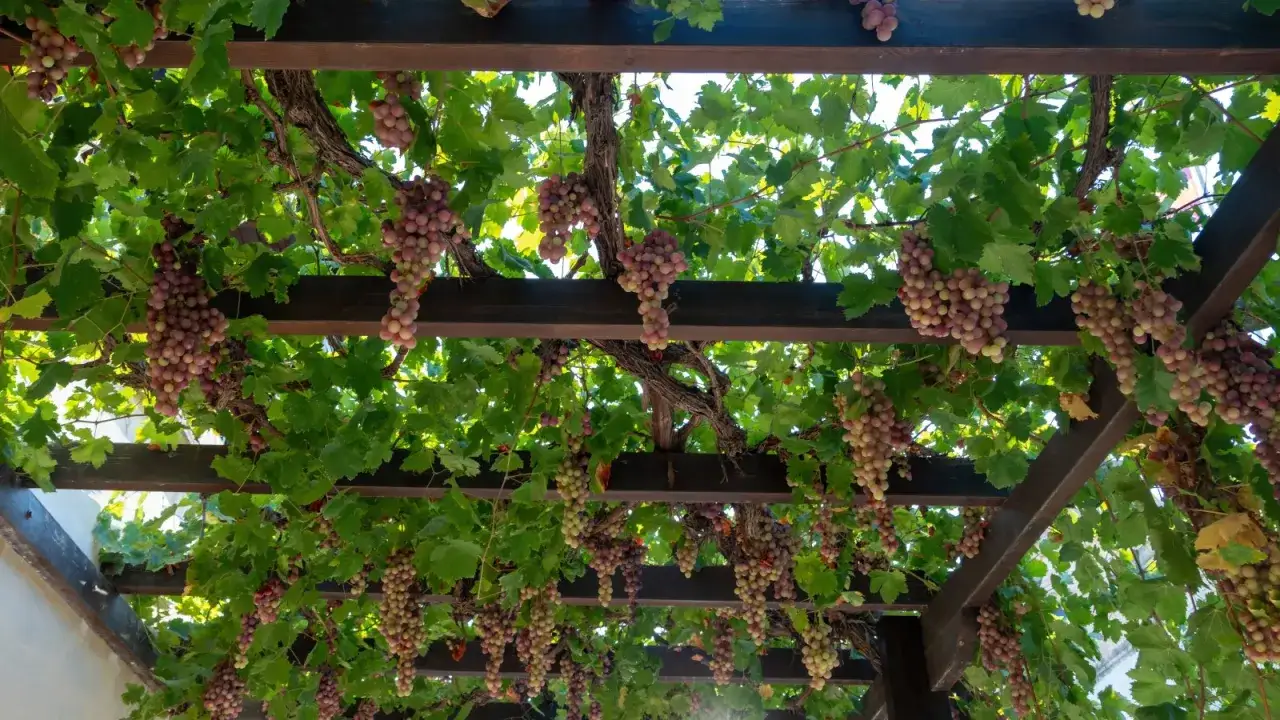 Pergola na winogron z obfitymi kiściami owoców. Idealne miejsce do relaksu, inspiracja, jak zrobić pergolę na winogron.
