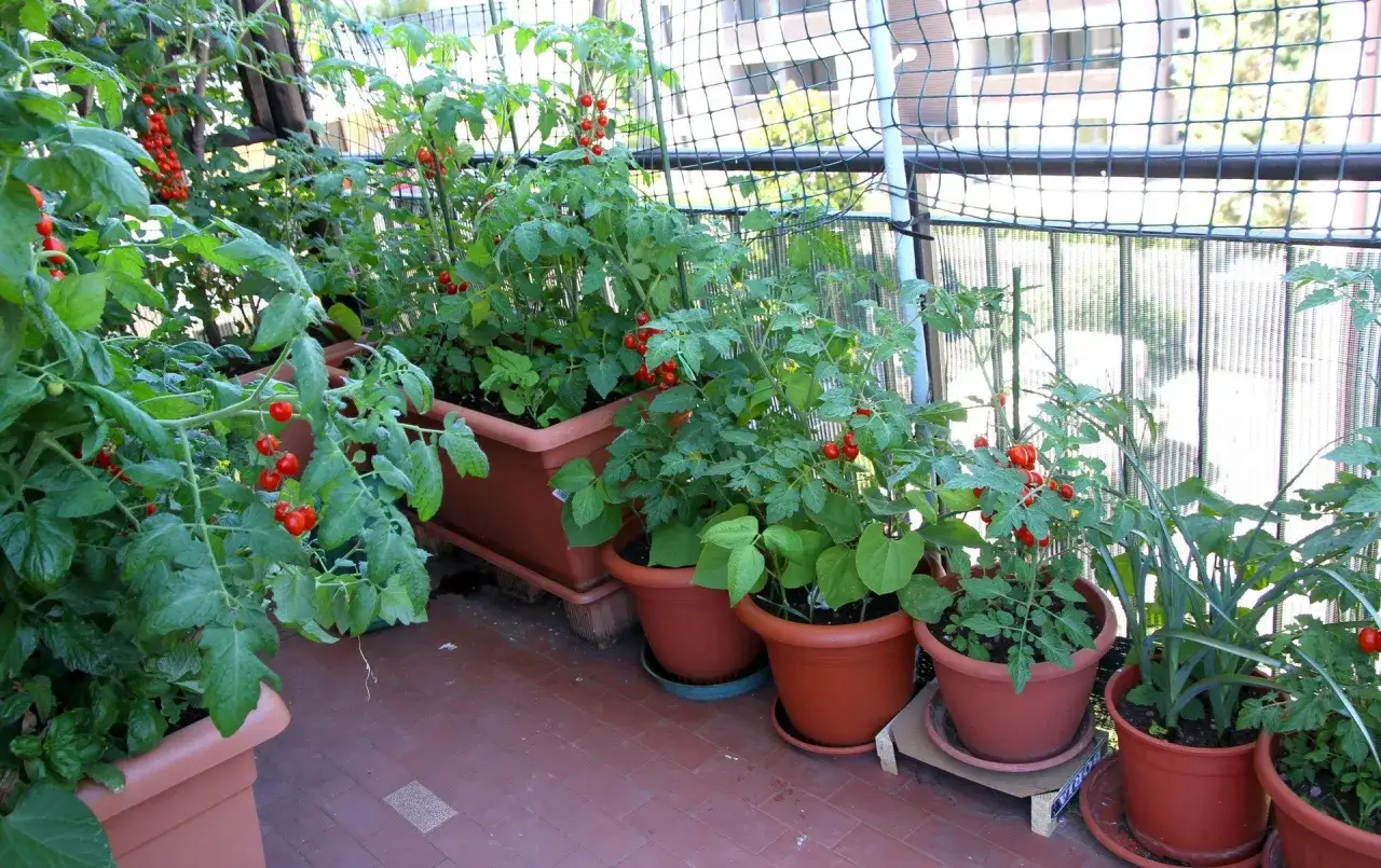 Balkon pełen pomidorów koktajlowych. Dowiedz się, jak przycinać pomidory koktajlowe, by uzyskać obfite plony.